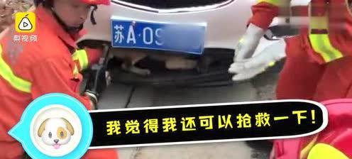 骑电瓶车撞到小狗怎么处理？需要承担哪些责任？