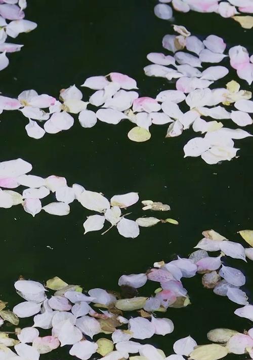 花瓣剪辑怎么下载到苹果手机？下载后如何使用？