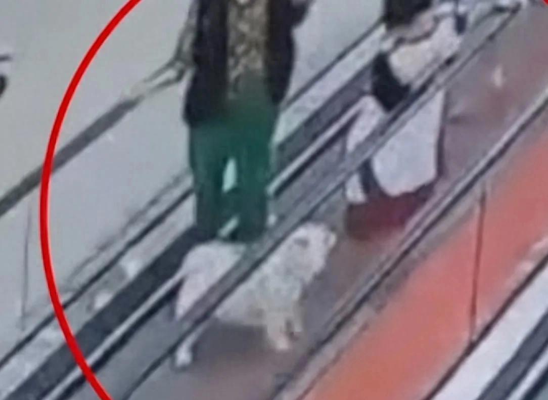 男孩商场扶梯上被狗咬伤，狗主人安慰几句后竟直接离开！警方介入