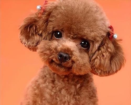 怕摄像头的泰迪犬品种是什么？